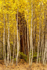 An aspen grove with Ponderosa Pines in Bend Oregon during fall color