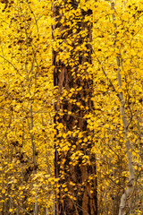 An aspen grove with Ponderosa Pines in Bend Oregon during fall color