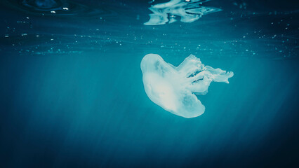 meduse © Fourcade.N