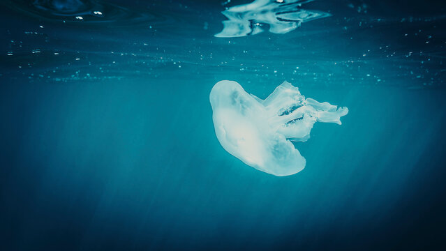 meduse