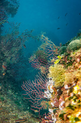 Fototapeta na wymiar corail