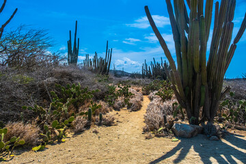 Walking path amoung cactus in Oranjestad, Aruba