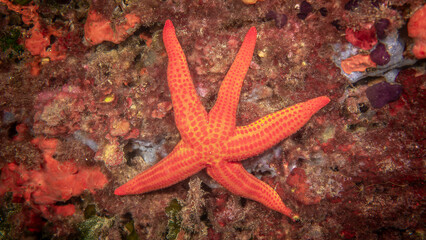 etoile de mer rouge