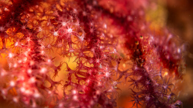 tritonie des gorgones