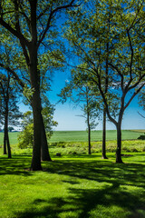 Fototapeta na wymiar Country view of green fields through trees