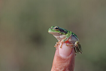 Green tree frog (Hylea orientalis) on the finger.