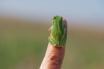 Green tree frog (Hylea orientalis) on the finger.