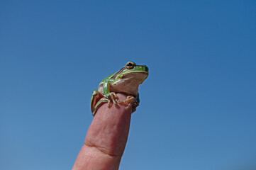 Green tree frog (Hylea orientalis) on the finger. Blue sky background.