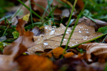 autumn leaves with dew drops