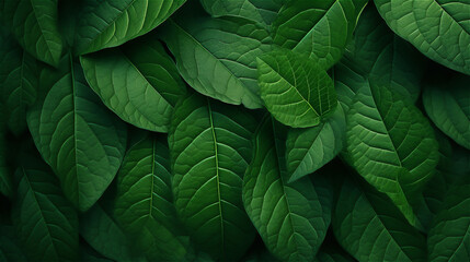 green leaf texture - obrazy, fototapety, plakaty