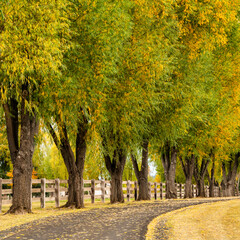 A country road surrounded by fall color in Bend Oregon during autumn.