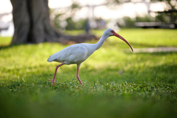 Naklejka premium White ibis wild bird, also known as great egret or heron walking on grass in town park in summer