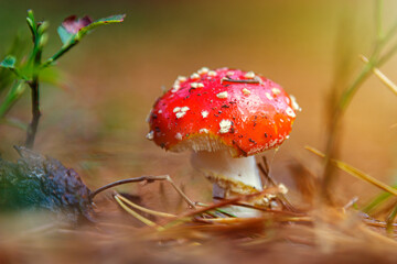 Wild mushroom in the wet morning autumn forest.
