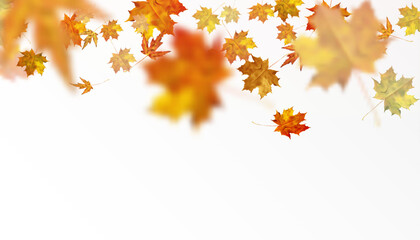 Naklejka na ściany i meble Realistic falling autumn leaves. Autumn flying orange foliage on transparent background, isolated template vector illustration