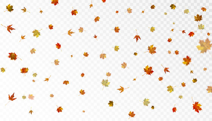 Realistic falling autumn leaves. Autumn flying orange foliage on transparent background, isolated template vector illustration