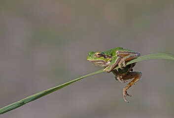 Green frog climbing on the plant in Turkey. Hyla orientalis climbing on the plant. Funny frog.