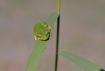 Green frog climbing on the plant in Turkey. Hyla orientalis climbing on the plant. Funny frog.