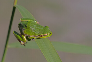 Green frog climbing on the plant in Turkey. Hyla orientalis climbing on the plant. Funny frog.
