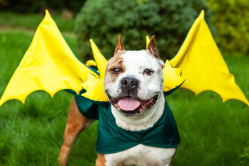 Portrait of an American pit bull terrier dressed in a dragon costume.