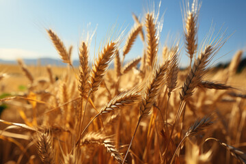 Fototapeta premium A field of golden wheat swaying in the breeze, symbolizing abundance and the harvest season. Concept of agricultural bounty. Generative Ai.