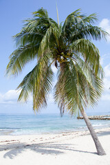 Grand Cayman Island Leaning Beach Palm Tree
