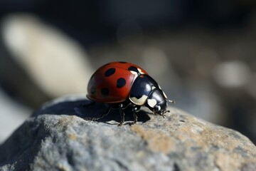 a red and black ladybug perched on a rock. Generative AI