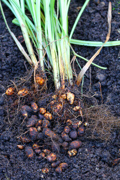 tiger nuts