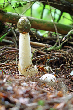 common stinkhorn (phallus impudicus) in full size