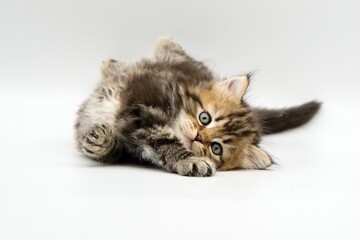 Siberian kitten on a white background
