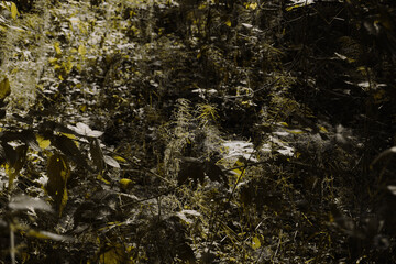 forest in swamp green colors