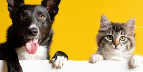 banner two pets portrait cute kitten cat and dog peeking over and looking at camera isolated 