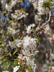 Sakura, Cherry blossom 