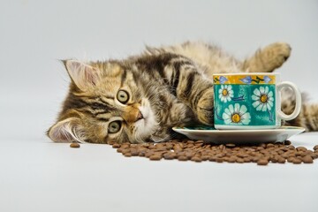 Siberian kitten on a white background with coffee
