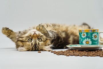 Siberian kitten on a white background with coffee