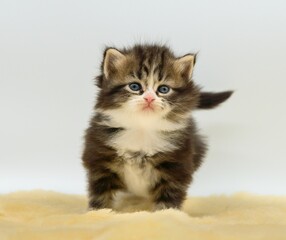 Siberian kitten on a white background