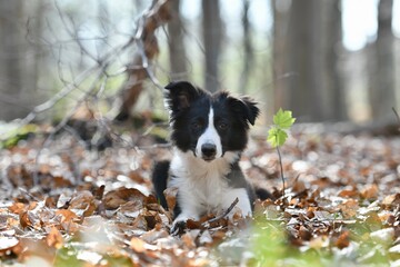 border collie puppy