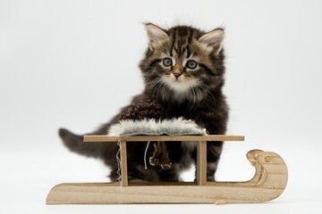 Siberian kitten and wooden sled