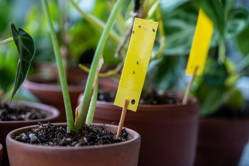 Fungus gnats stuck on yellow sticky trap closeup. Non-toxic flypaper for Sciaridae insect pests...