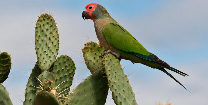 cliff parakeet perching on cactus 