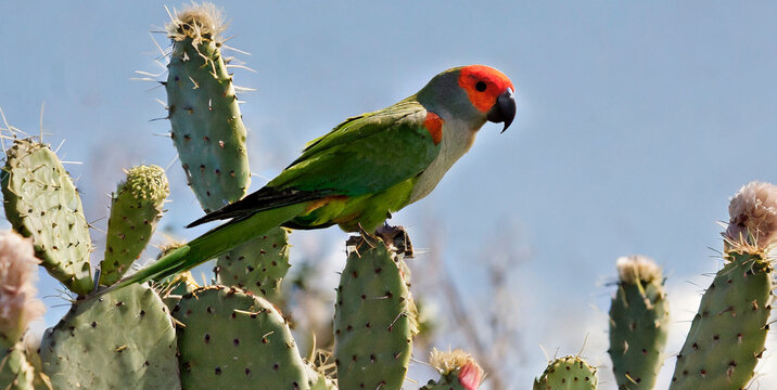 cliff parakeet perching on cactus 