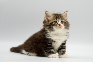 Siberian kitten on a white background
