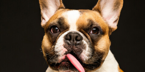 funny portrait of french bulldog licking screen with enjoyment on isolated black background