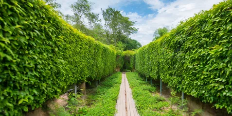 Zelfklevend Fotobehang Bosweg green maze in forest jungle generative ai 
