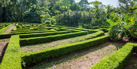 green maze in forest jungle generative ai 