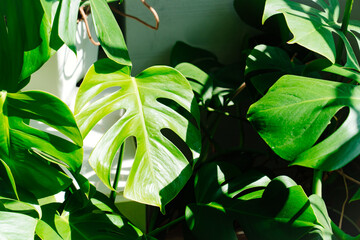 The leaves of Munstera delicacy. houseplant. Monstera 
