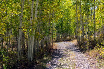 Late summer aspen grove in western Colorado