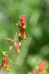 Close up of cuphea cyanea flowers in bloom