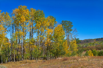 autumn aspens on Pinyon Mesa in western Colorado