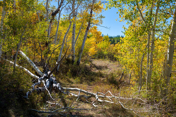 Autumn aspens with a fallen tree across a rustic path