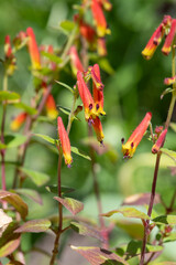 Close up of cuphea cyanea flowers in bloom